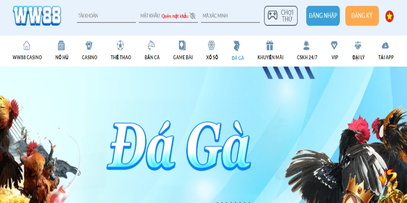 Đá gà WW88 - Thiên đường cá cược của những anh em mê gà Đá gà WW88 - Tìm hiểu tổng quan về sảnh
